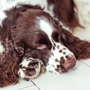 dog-breed-english-springer-spaniel-is-lying-down-floor-waiting-his-family-owner-home